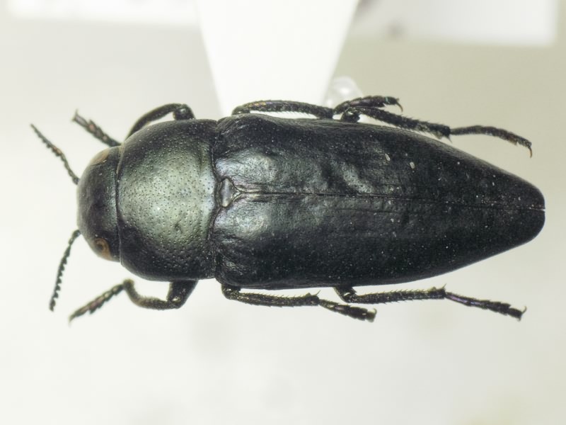 Sphenoptera eugenii Jakovlev, 1898